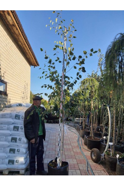 Береза полезная Доренбос - 38л/вис.280-300см/Ø90-100см